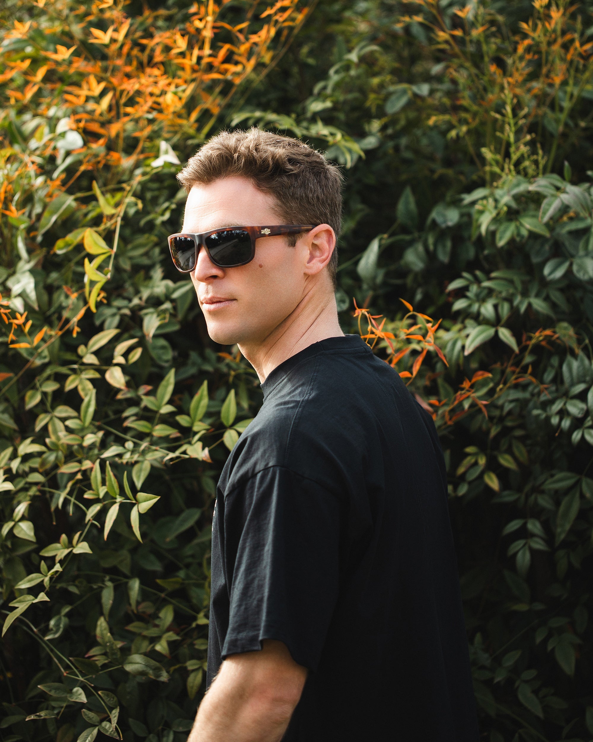 Alpine Brown Tortoise / Blue