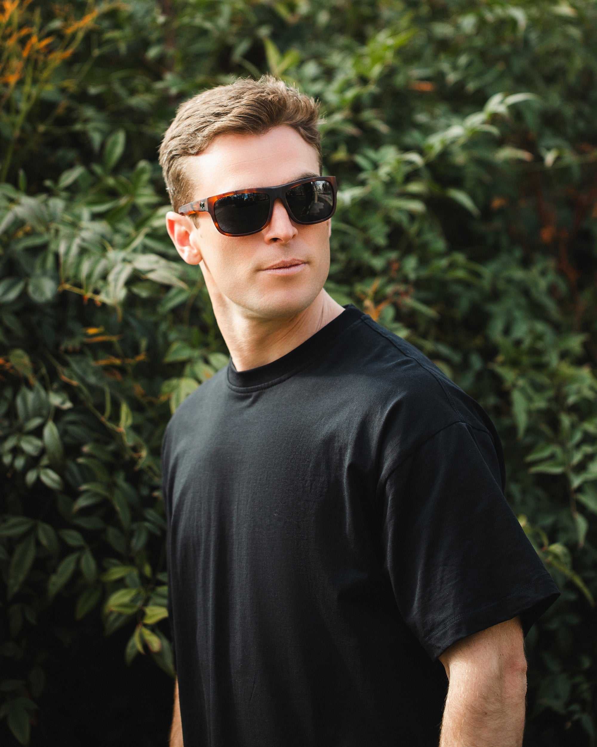 Alpine Brown Tortoise / Blue