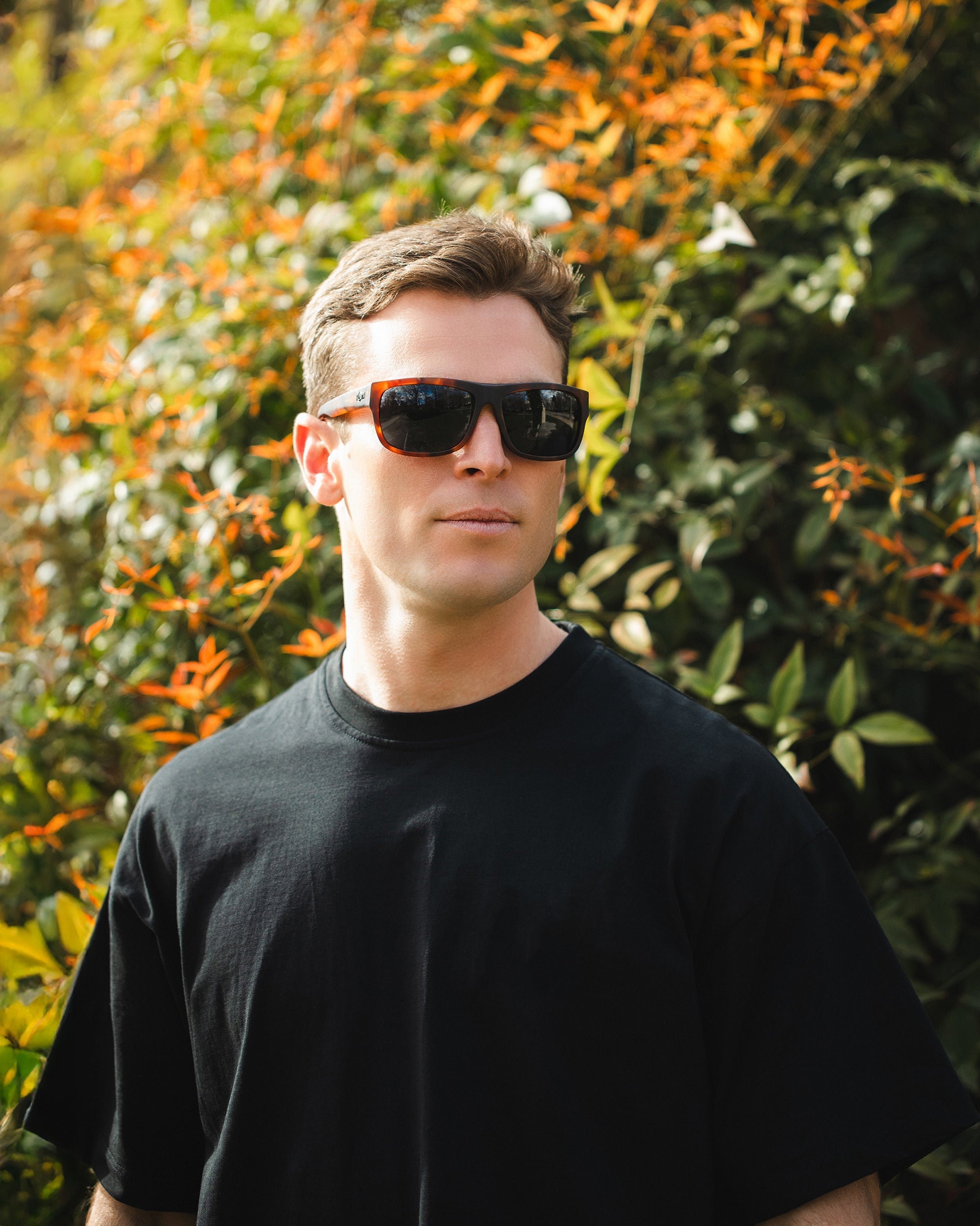 Alpine Brown Tortoise / Blue